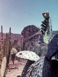 Мексика Кактусы